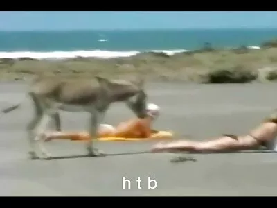 लैंगिक रोमांच व्हिडिओ (व्हिक्टोरिया पिल्ला, बरा ब्रास)